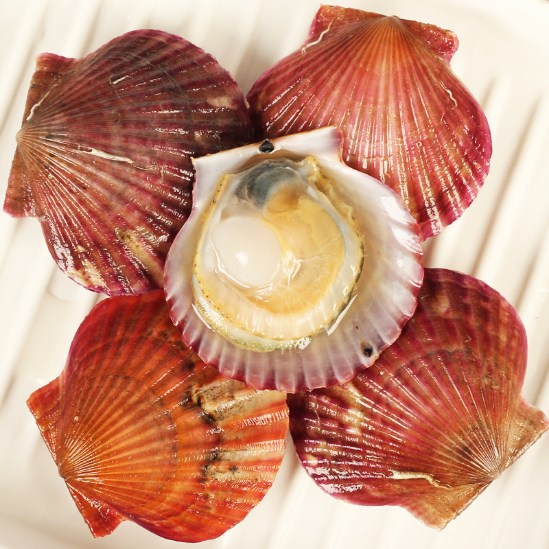 鲜活生鲜扇贝3斤食用野生捕捞小红红贝清蒸贝类制品