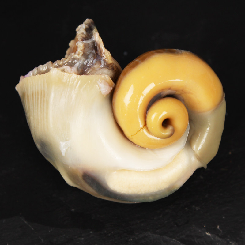 水产海螺3斤黄水产活带装包顺丰包邮鲜活贝类海螺