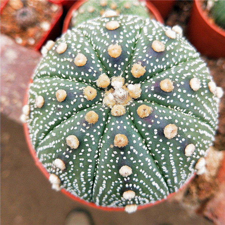 稀有量天尺基地神木龙神木避邪大型庭院阳台盆景多肉植物