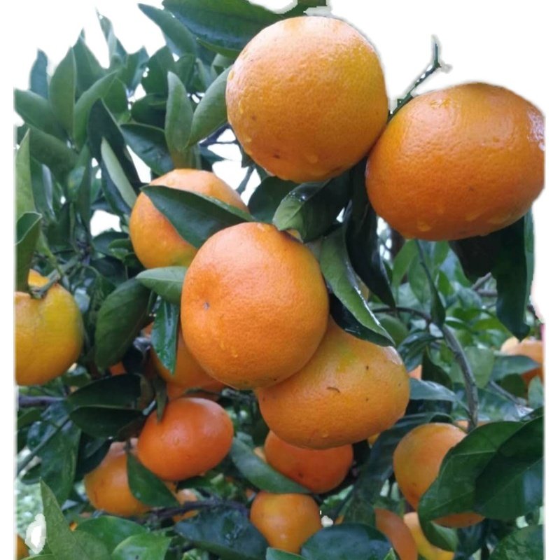 湖南洞口雪峰蜜桔6斤精品绿色有机肥种植顺丰桔子
