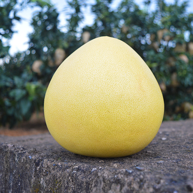 1元】柚子水果 新鲜黄金蜜柚当季水果现摘现发超新鲜
