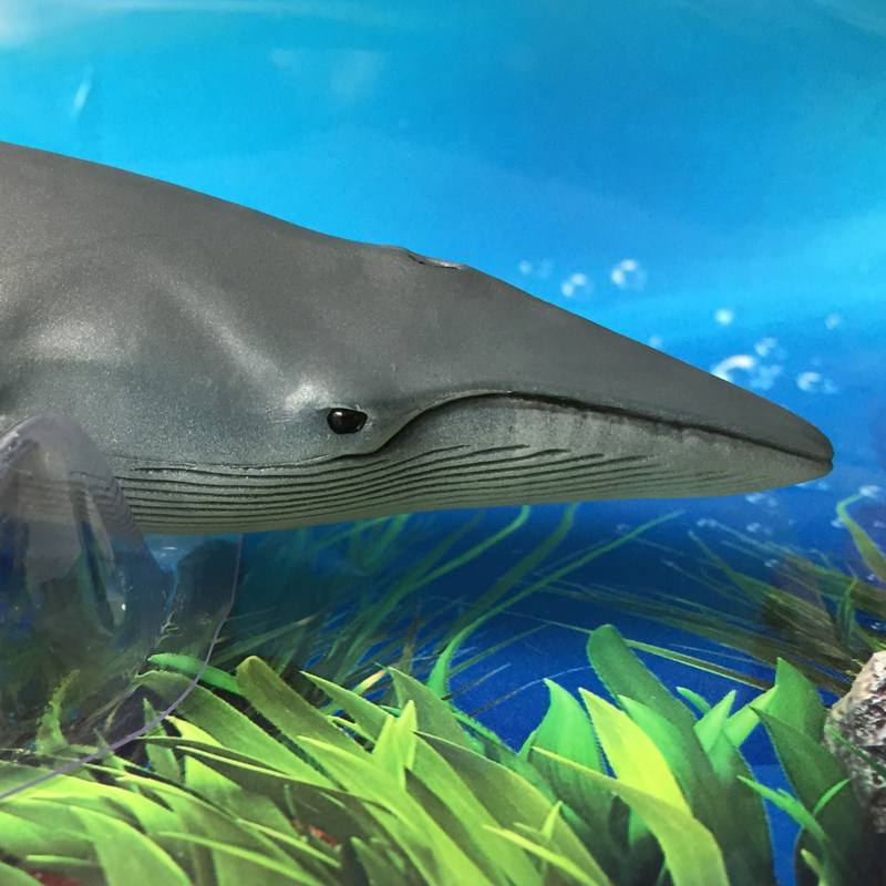 儿童玩具鲸鲨safari正品鳁鲸静态动物模型玩偶新年仿真