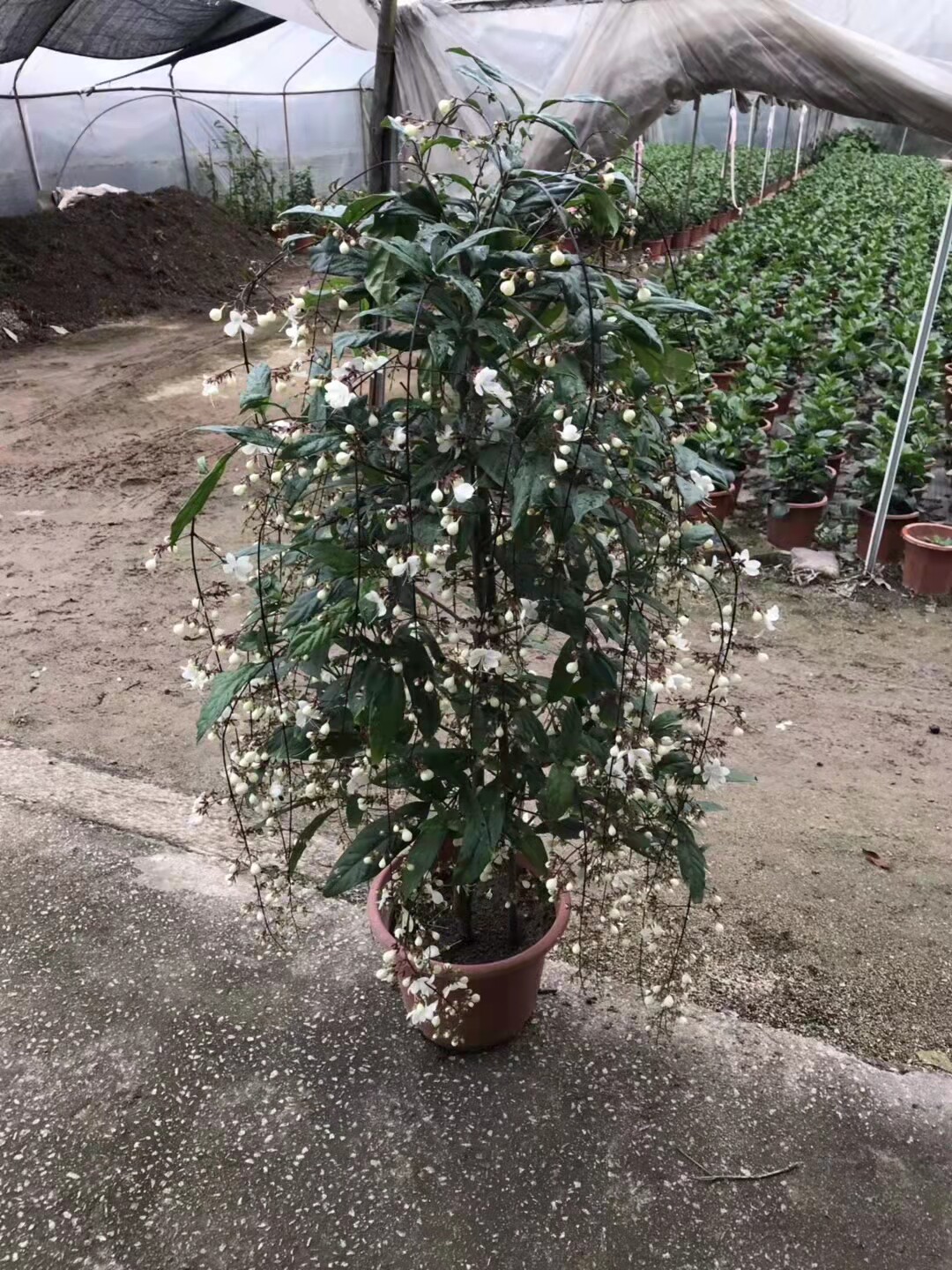 茉莉垂枝泰国进口绿植盆栽垂丝白玉玉蝴蝶开花时令草本花卉