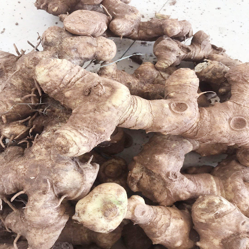 黄精四川野生新鲜500克猫儿姜多花多花鸡头泡酒黄精