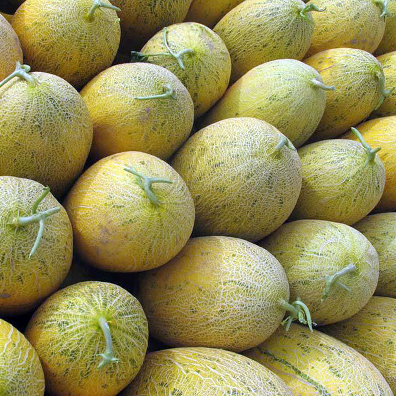 新疆14斤2个瓜一箱王一箱特产甜瓜水果新鲜哈密瓜哈密瓜