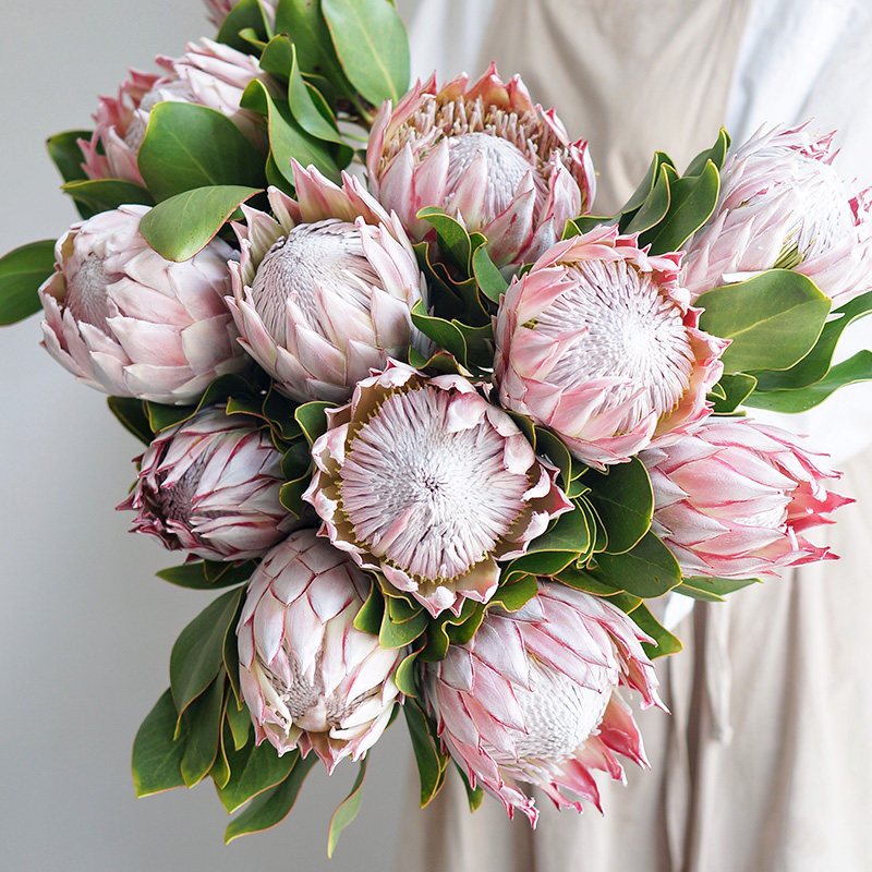 就好进口南非帝王鲜花云南直发皇后公主花家用水鲜花速递同城