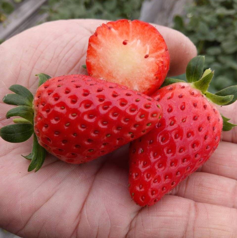 草莓现货青浦红霞章姬奶油当季牛奶新鲜孕妇草莓