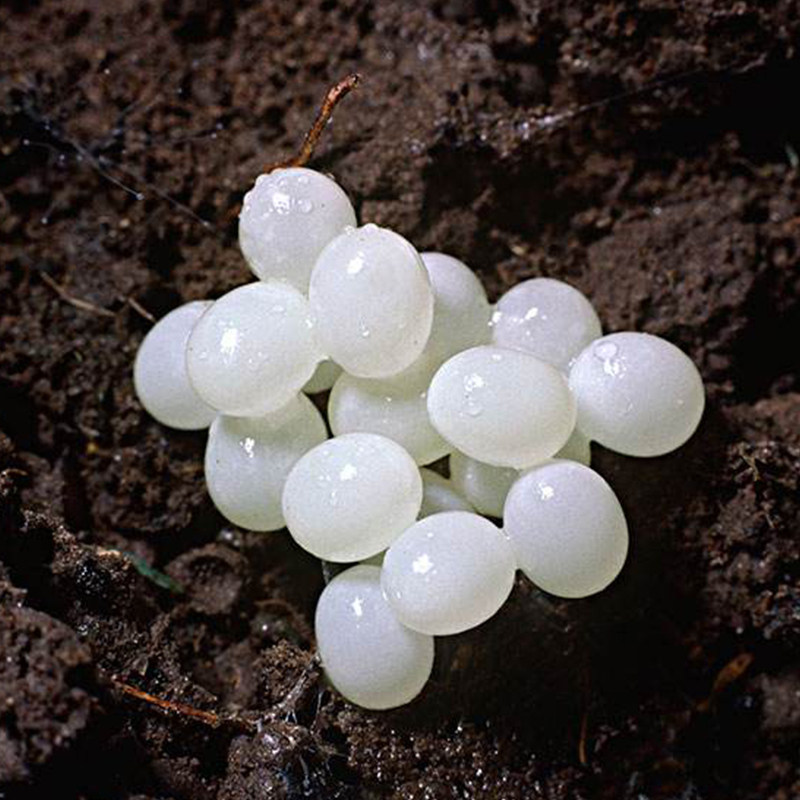 学生实验科教养下蛋白玉蜗牛产蛋巨型宠物蜗牛卵孵化大小蜗牛套装