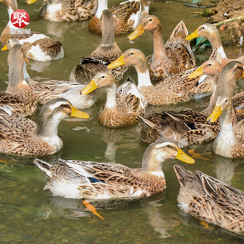 【聚家亲】老鸭子 土鸭农家散养3年土鸭子麻鸭水鸭新鲜鸭肉