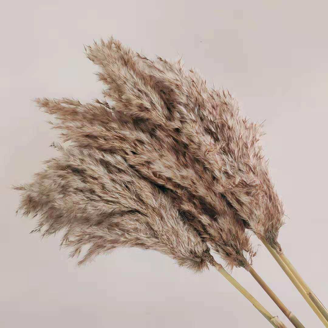 天然野生芦苇干花婚礼布置拍摄道具花束客厅摆件装饰蒲苇真花花束