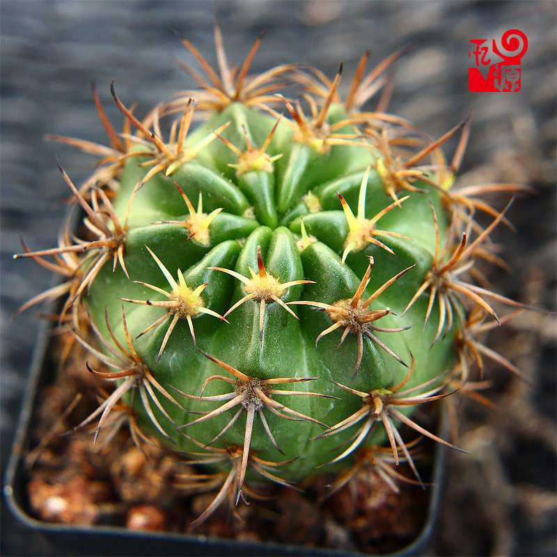 实生剑芒丸仙人开花多肉植物办公室内外多肉植物