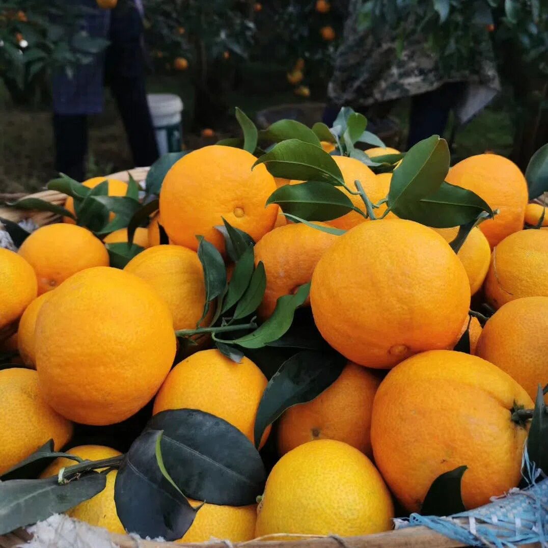 8斤四川眉山正宗爱媛38号果冻橙子新鲜当季橙