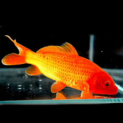 鲤鱼鱼活体观赏鱼冷水鱼宠物鱼淡水鱼鲤鱼小锦鲤好养纯种鱼苗套餐