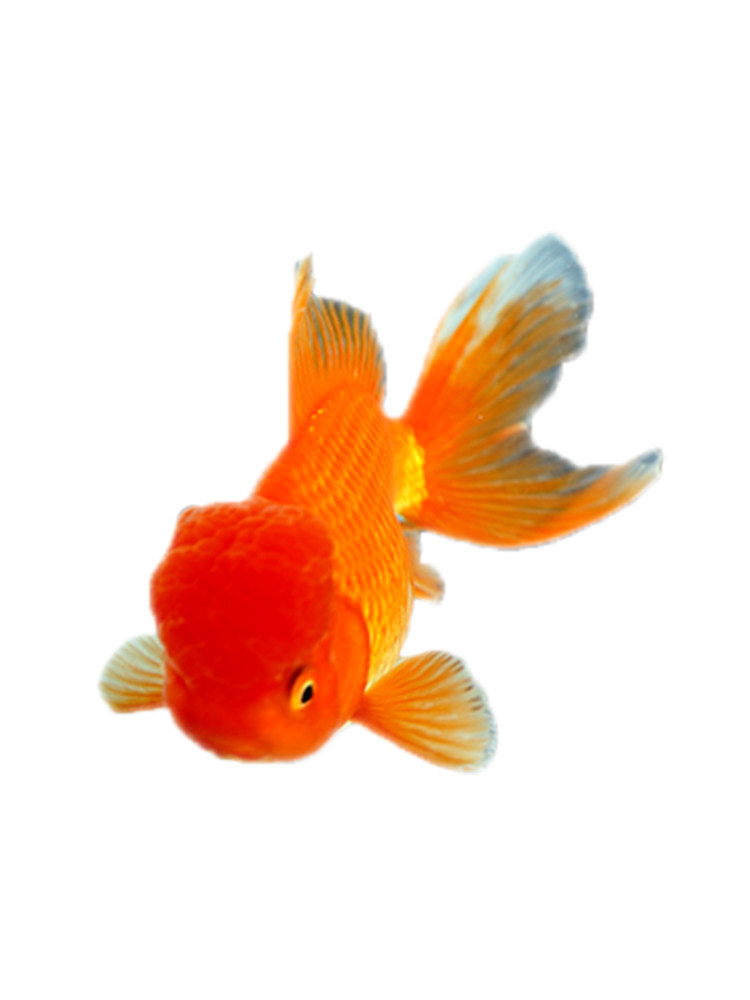 金鱼龙眼鎏金国狮丹顶淡水观赏鱼