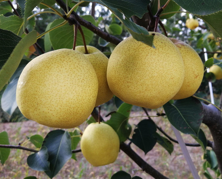 山西晋城特产永鲜蜜梨新鲜水果5斤应季酥梨梨