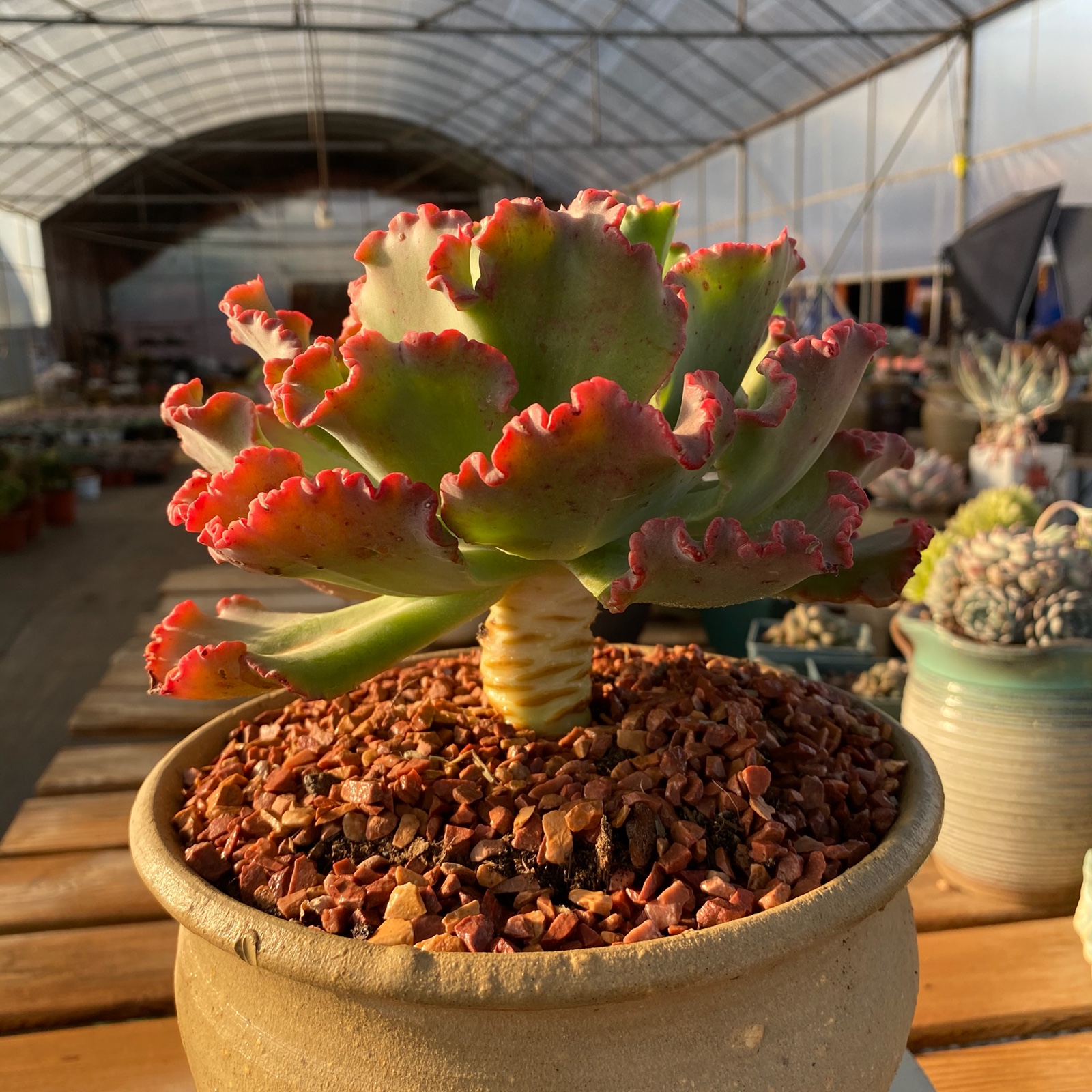 多肉花亦舞会红裙包菜型植物状态老桩云南南多多肉植物