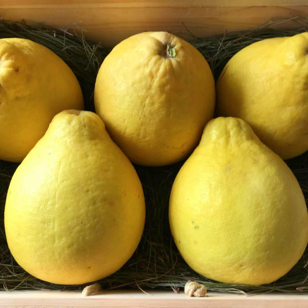 正宗容县沙田柚广西广东客户批量80斤袋装包邮柚子