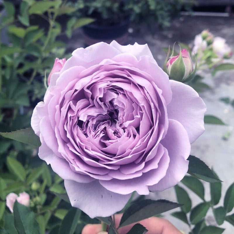 植物新品空蒙月季月季花花苗抗病自育国月花卉花卉