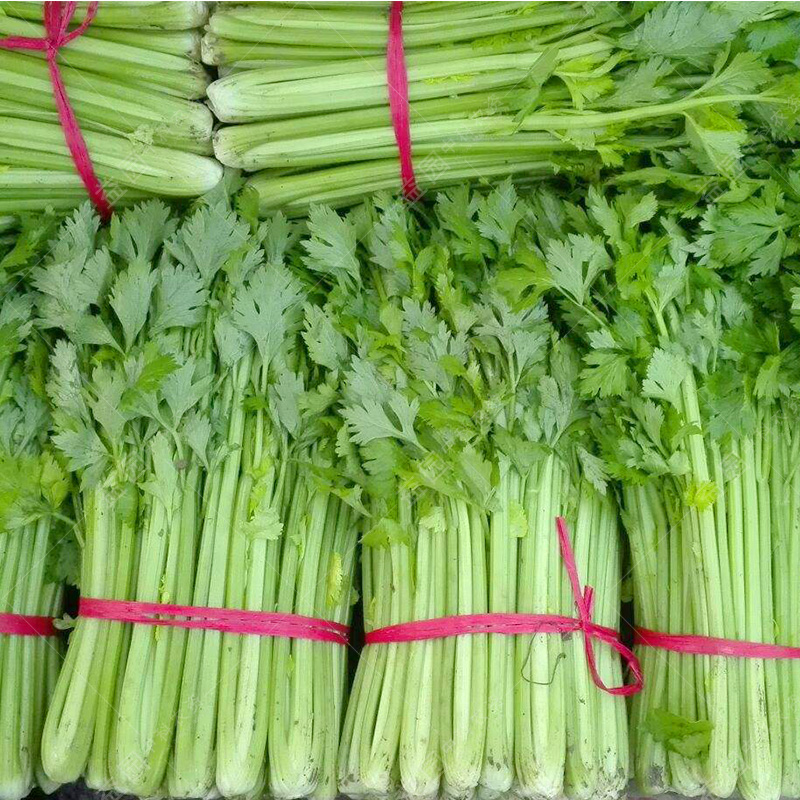 玻璃脆芹菜种子实芹 速生香芹青菜阳台盆栽水培春夏秋四季播 蔬菜