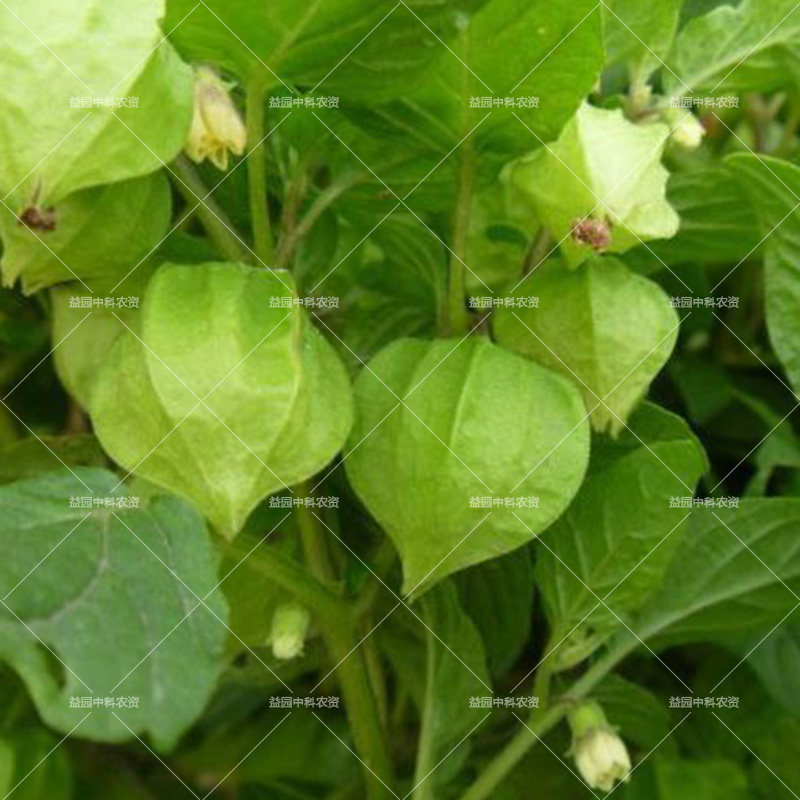 黄姑娘洋菇盆栽阳台四季庭院农家灯笼果菇娘东北家庭园艺种子