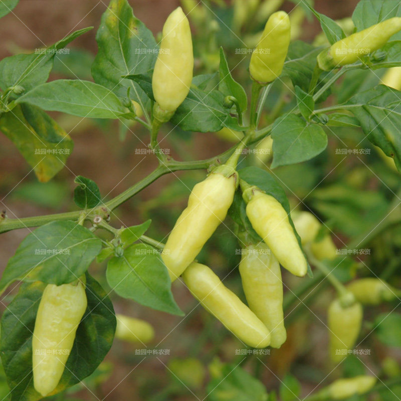 小米椒种子白色朝天椒超阳台盆栽四季辣椒蔬菜家庭园艺种子