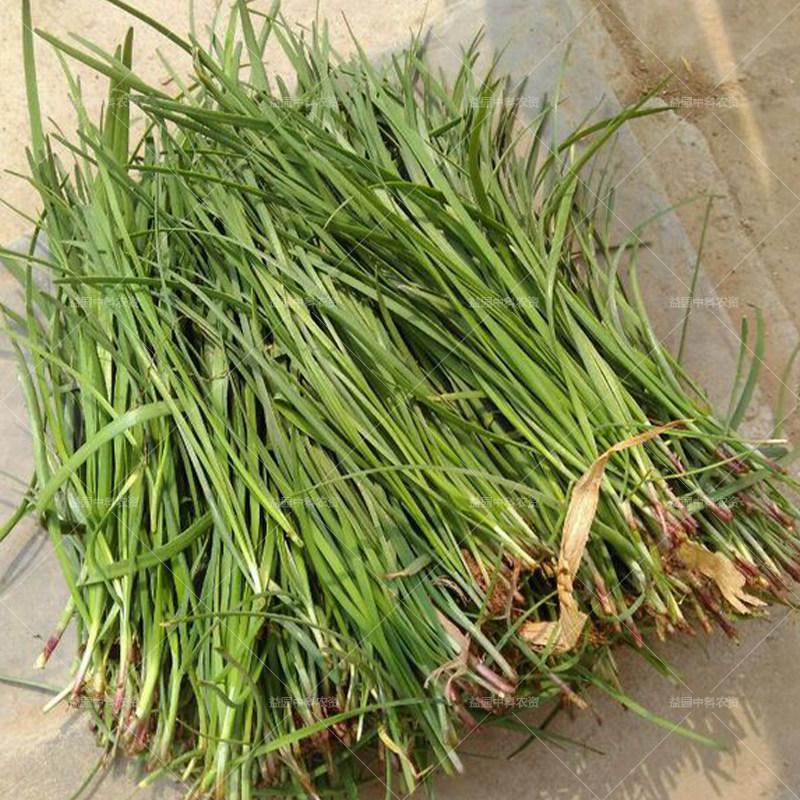 老品种细叶韭菜种子 小叶四季阳台盆栽田园耐热耐寒农家蔬菜