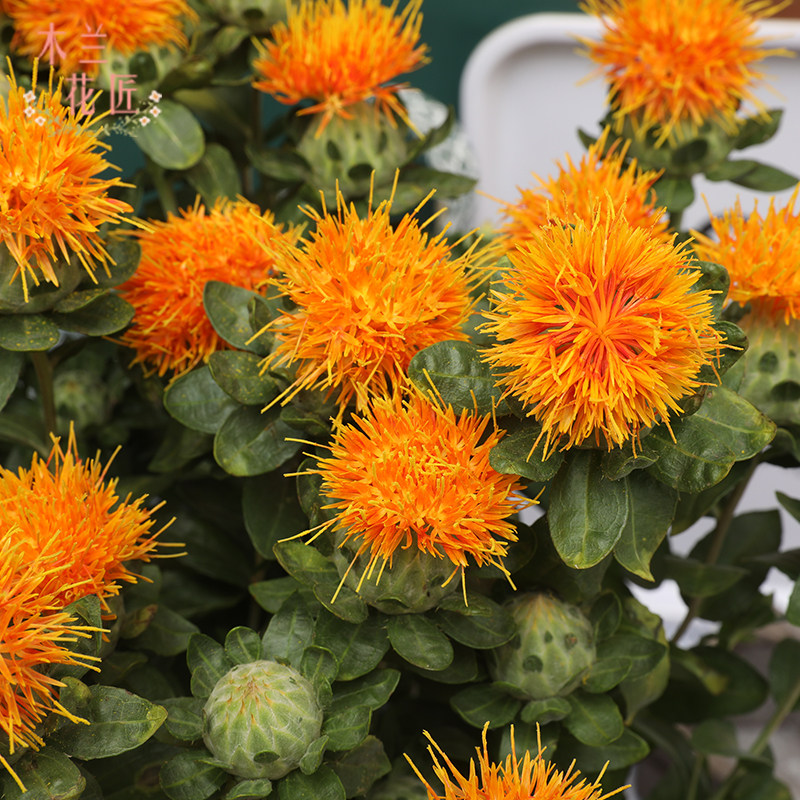 新鲜菠萝鲜花直批花束速递家用办公室鲜切花基鲜花速递同城