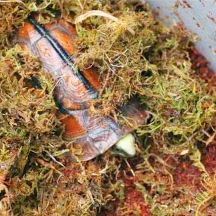 苔藓蛭石乌龟冬眠过冬保温保湿垫材兰花石斛爬虫