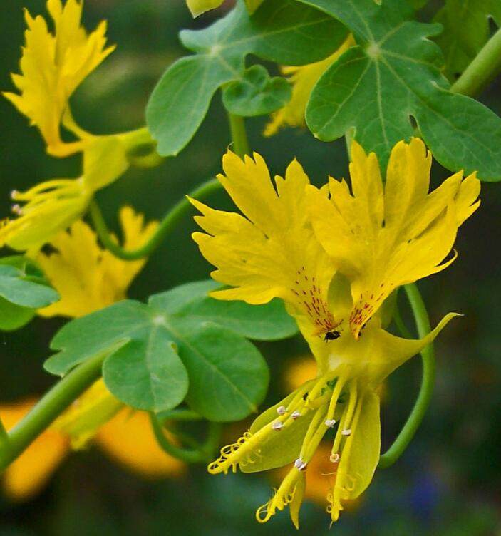 稀有金丝雀金莲盆栽爬藤阳台花卉植物荷花花卉