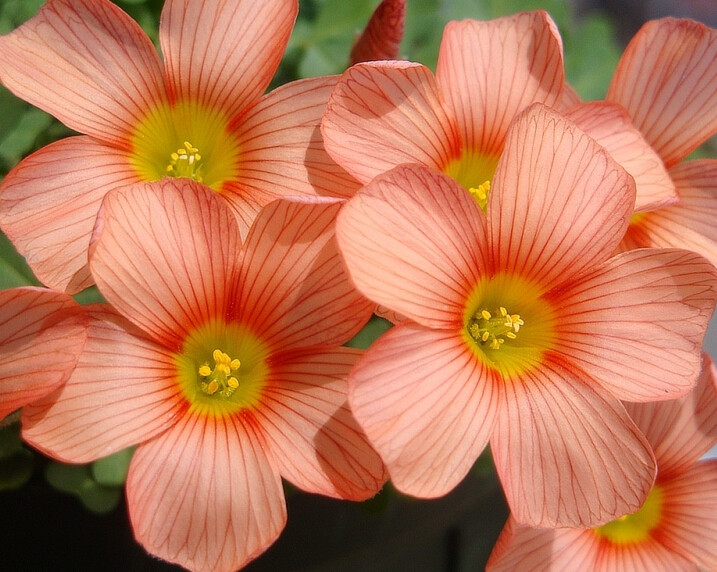 大花秋植ob酢浆obtusatwilight暮光盆栽花卉68包邮时令草本花卉