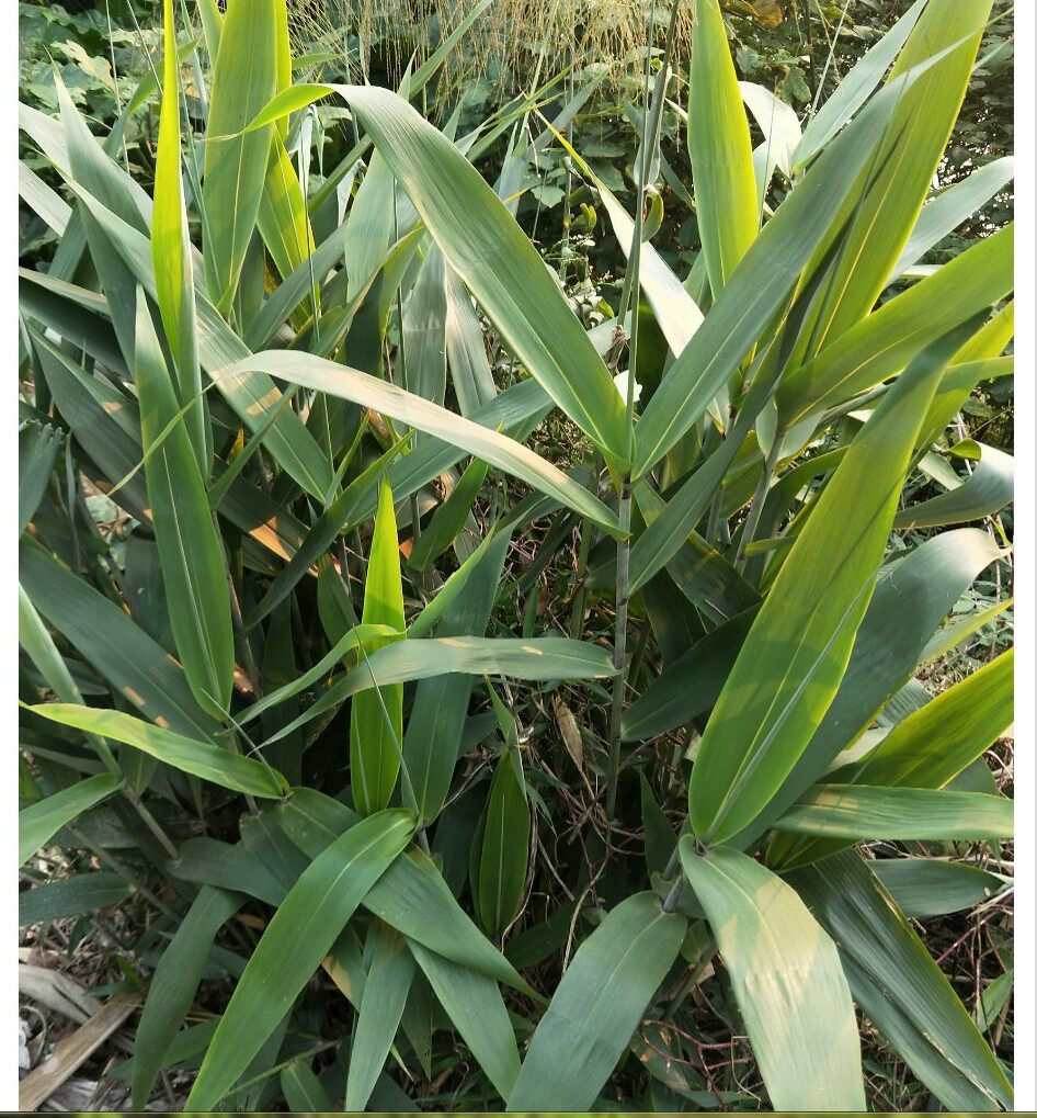 新鲜粽叶广东箬芒叶天然粽子子叶现摘现发农家其它干货