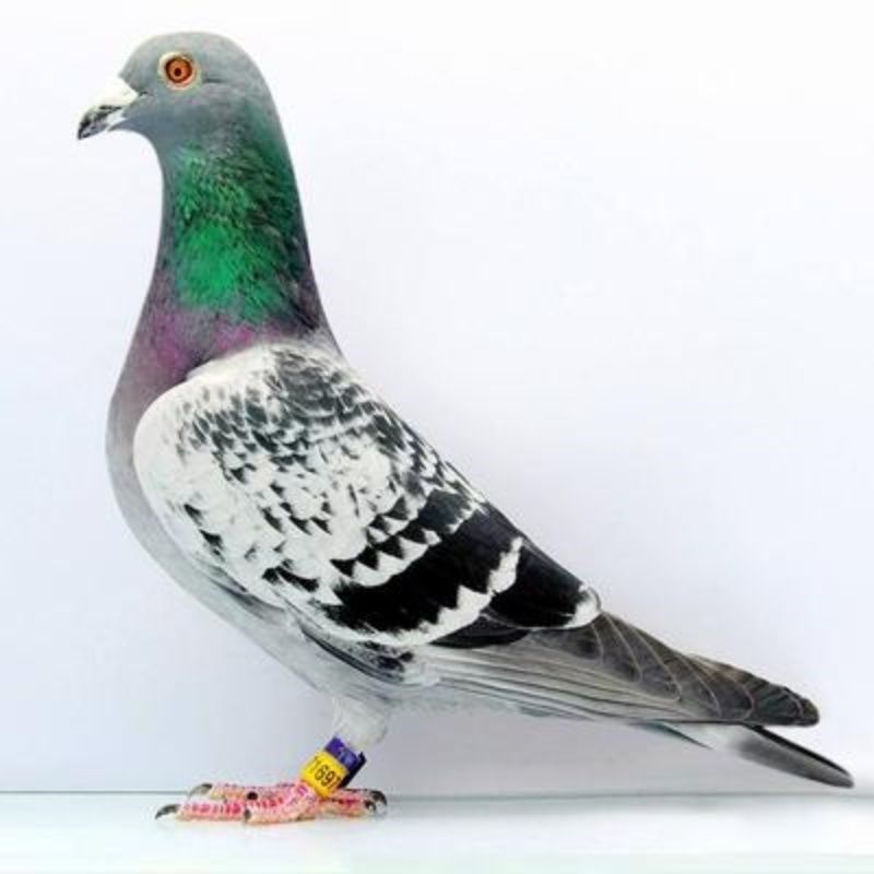 红卡卡奴鸽鸽慕利门火凤凰成绩鸽公赛鸽鸽子活体鸟