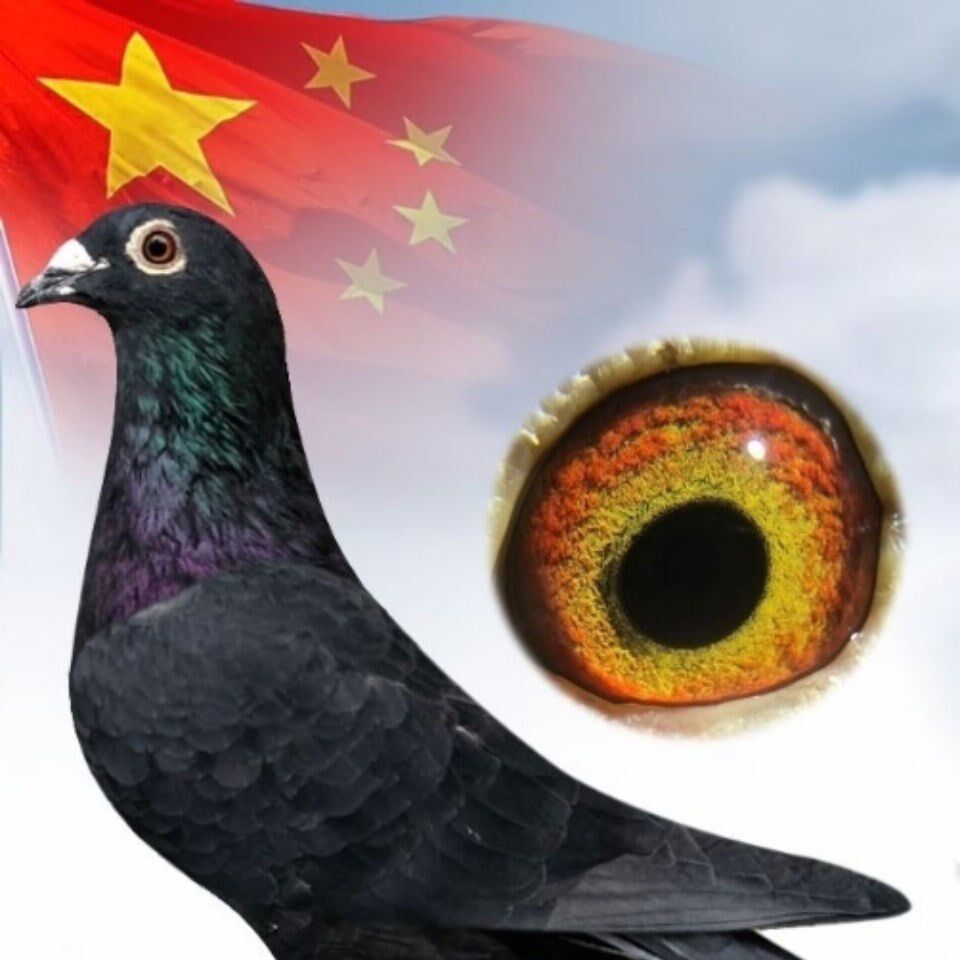 鸽子昆明成绩一对赛鸽军鸽信鸽归国不死黑金刚鸟
