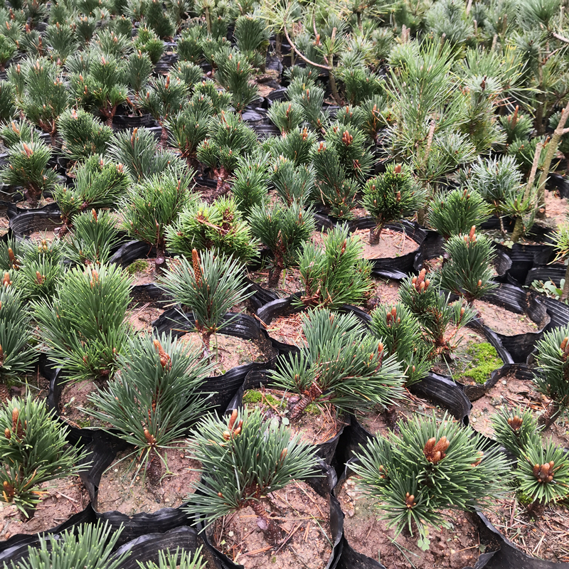 黑松盆景五针嫁接小苗千寿树苗松树白皮雪松行道树