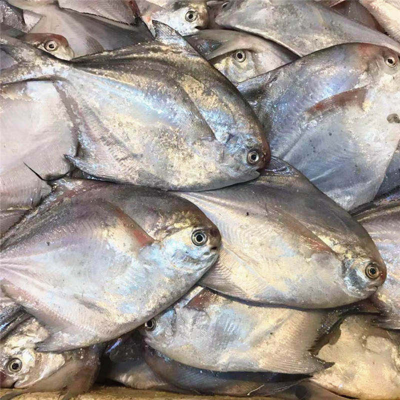 舟山野生小鲳鱼5斤海捕新鲜冷冻东海小银鲳鱼白鲳鱼海鲜平鱼批发