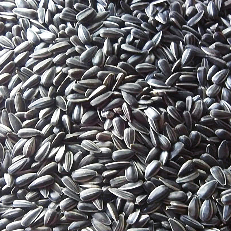 10斤装油葵籽小瓜瓜子鸟食仓鼠零食虎皮玄凤鸟食