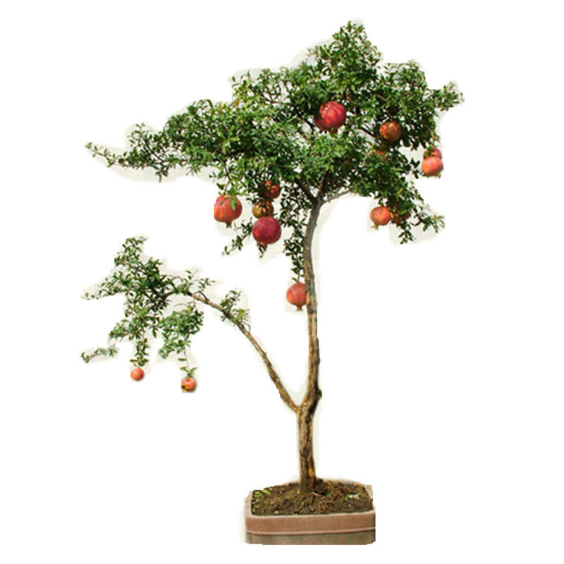 盆景盆栽植物石榴四季开花室内室外办公室绿植花卉