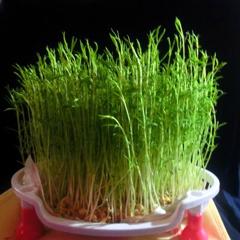 四季种菜松柳芽苗菜种子阳台盆菜无土栽培纸上蔬菜家庭园艺种子