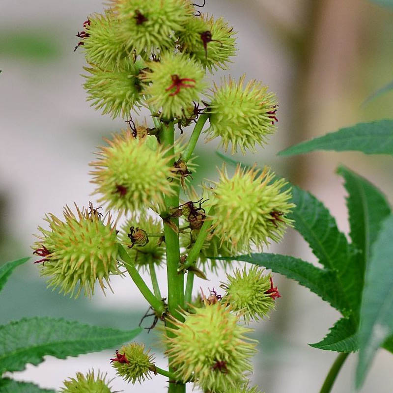 蓖麻中药材正品麻子种子手工净选可榨麻油四季家庭园艺种子