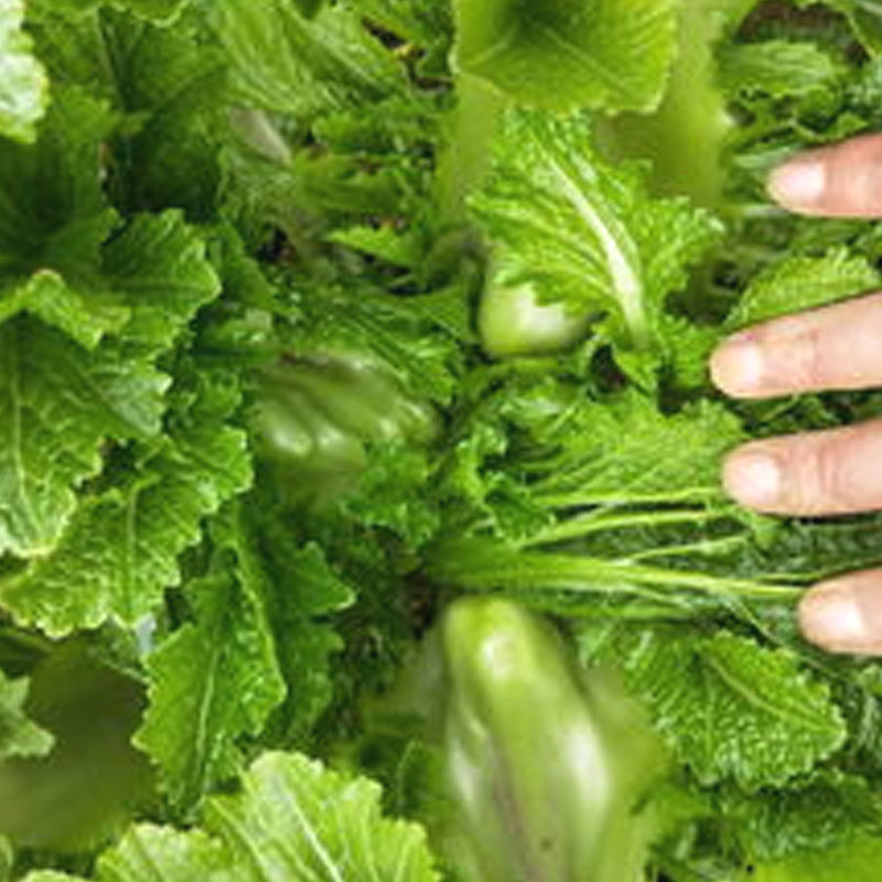 芥菜农家传统瘤瘤种籽种子弥陀脆嫩家庭园艺种子