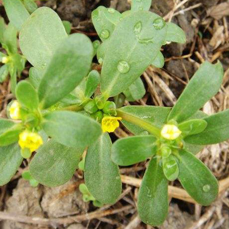 种子蔬菜野菜马齿苋子马齿菜荠菜出芽率高四季四季家庭园艺种子