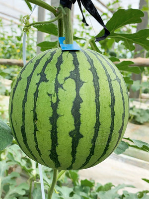 小糖西瓜种籽全美2k4k早熟薄皮超甜高产南方四季小型种植家庭园艺种子