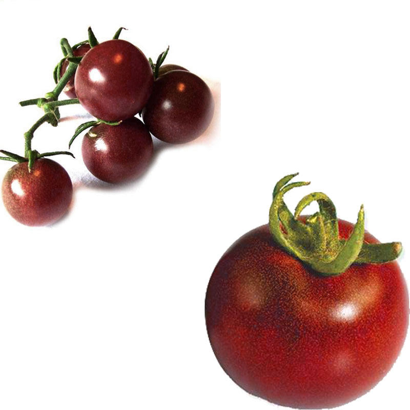 黑色小番茄种孑巧克力圣女果西红柿四季春季农家庭院家庭园艺种子