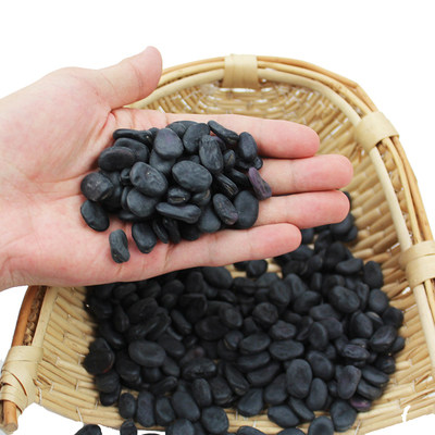 蚕豆黑色种籽高产豆特大黑胡豆兰花四季粒型家庭园艺种子