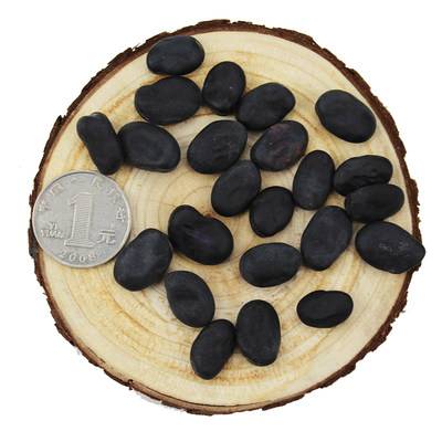 蚕豆黑色种籽高产豆特大黑胡豆兰花四季粒型家庭园艺种子