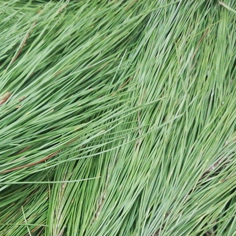 森林精灵新鲜松针纯露2500ml补水控油紧致皮肤纯露