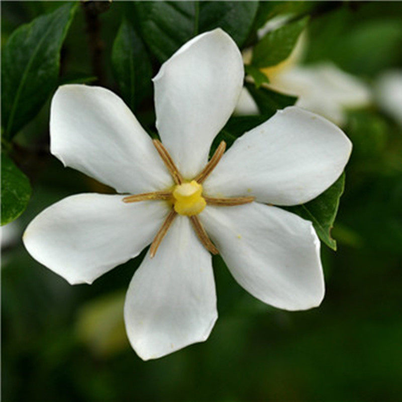 新鲜栀子花纯露2500ml补水白皙控油收缩毛孔简易纯露