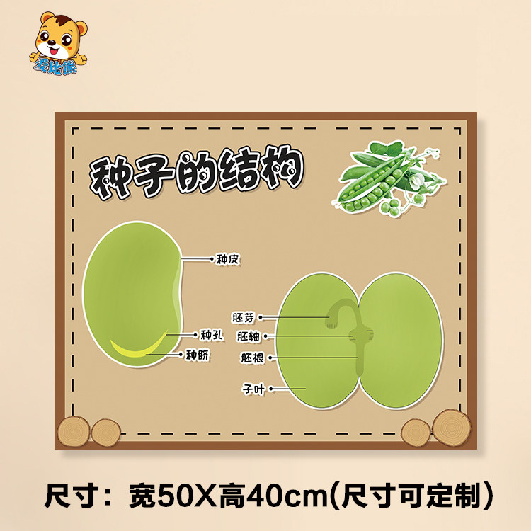 幼儿园秋天植物自然科学学区环创种子结构成长墙贴