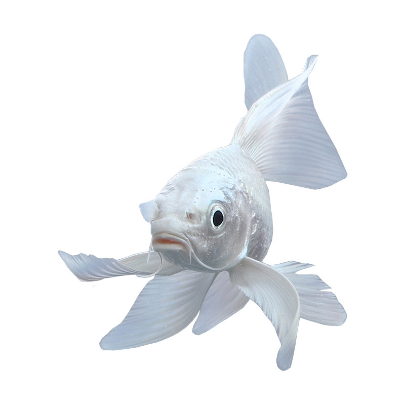 锦鲤白金活体观赏鱼纯种白金龙龙凤长尾活鱼小型鱼