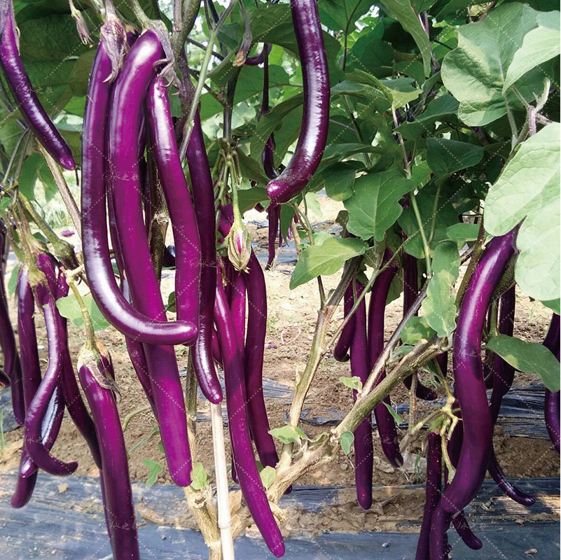 杭茄一号种籽茄子种子高产杂交抗病细长厘米家庭园艺种子